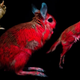 Springhares shown under normal lighting and UV lighting conditions.